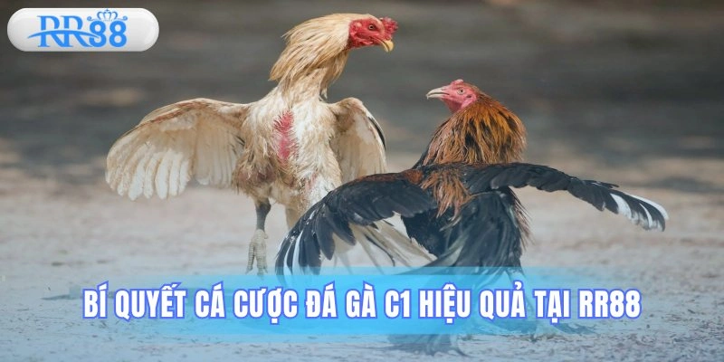 đá gà C1
