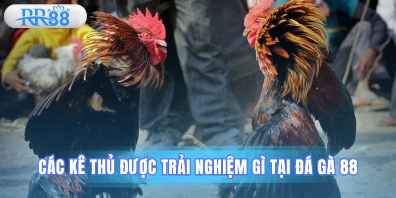 Đá gà 88