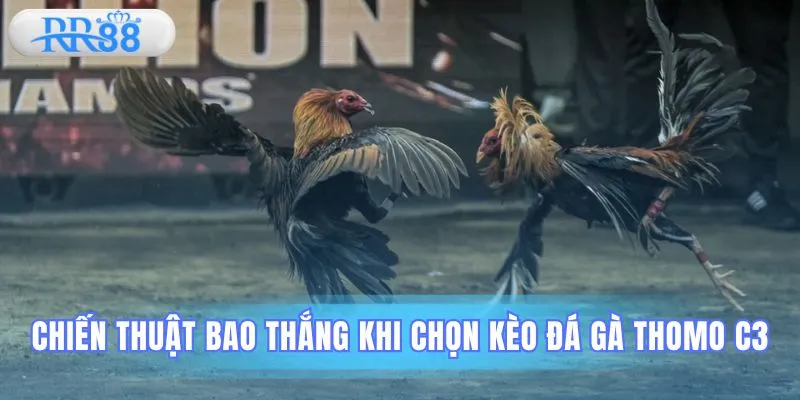 Đá gà Thomo C3
