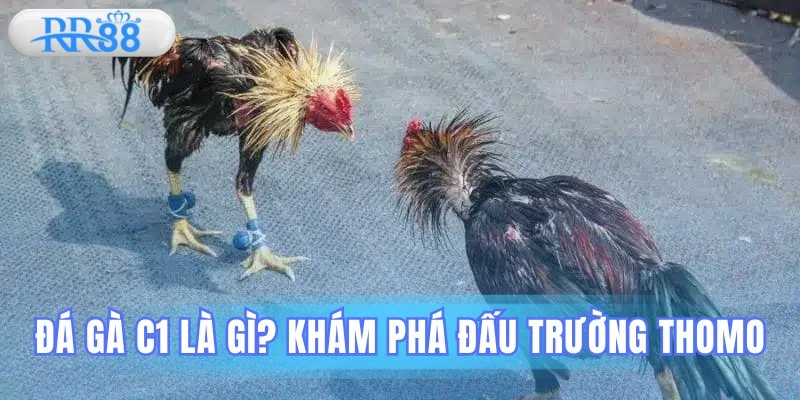 đá gà C1