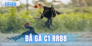 Đá Gà C1