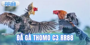 Đá Gà Thomo C3