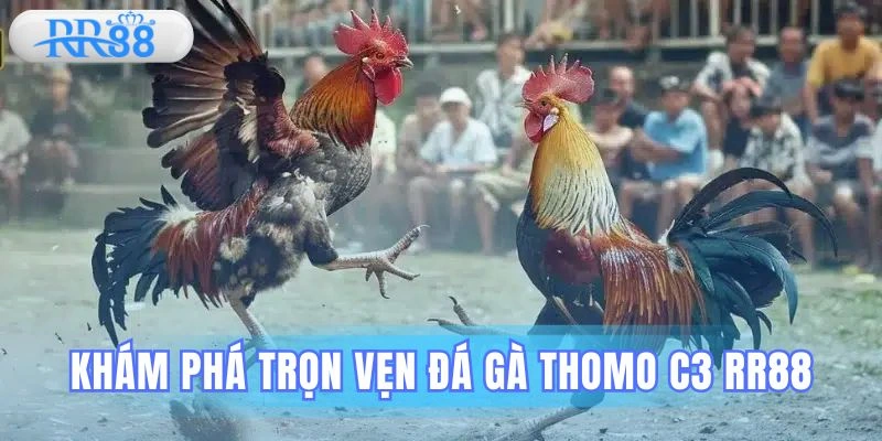 đá gà Thomo C3